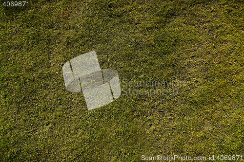 Image of green grass texture