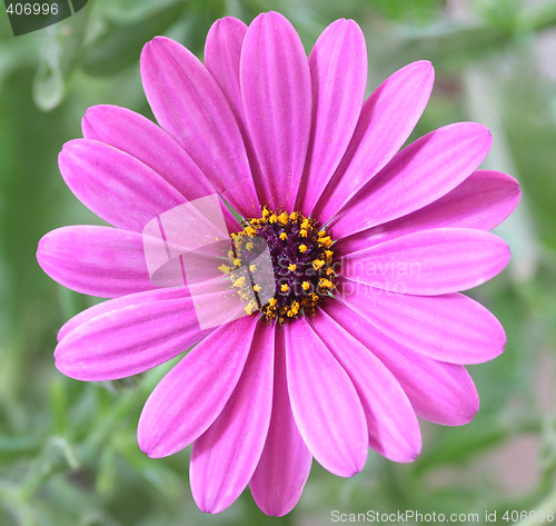 Image of Purple Daisy