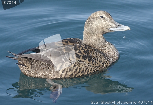 Image of Female eider. 