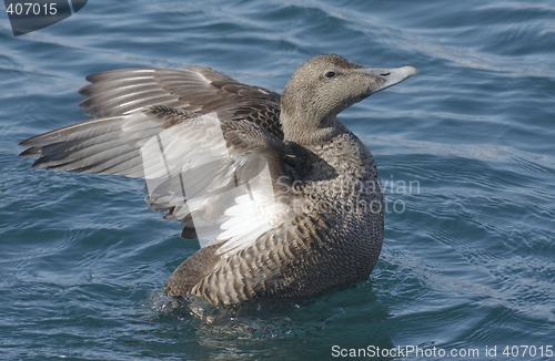 Image of Female eider.