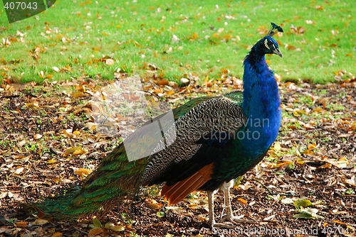 Image of A peacock at Kew Gardens in London.