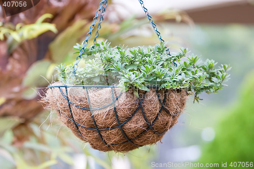 Image of Hanging Basket