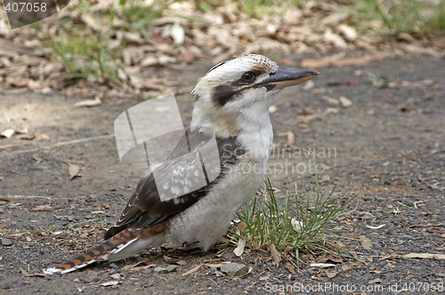 Image of Kookaburra