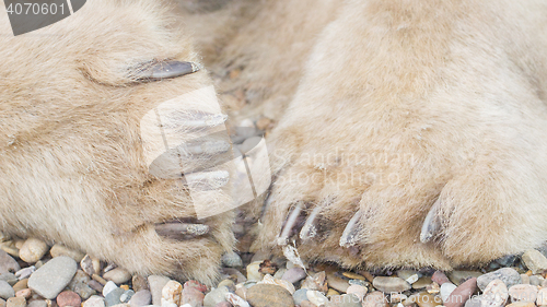 Image of Polar bear paws