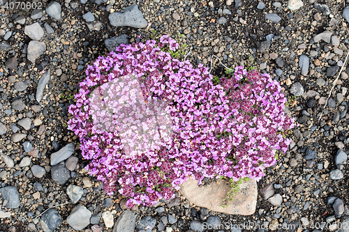 Image of Plant growing on black sand - Iceland