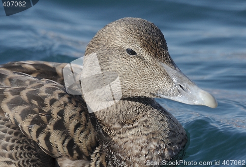 Image of Female eider.