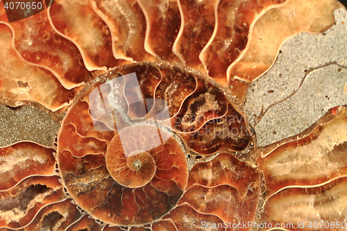 Image of ammonites fossil background