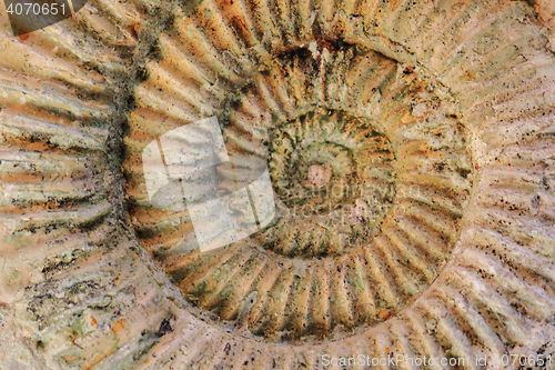 Image of ammonites fossil background