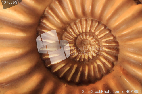 Image of ammonites fossil background