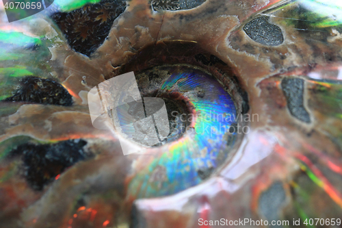 Image of ammonites fossil background