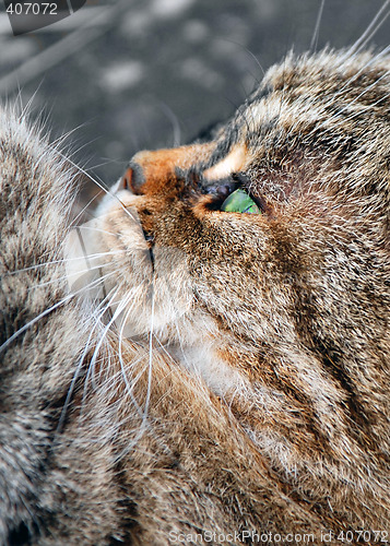 Image of Cat in Profile