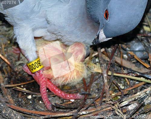 Image of Pigeon Parenting