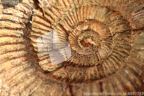 Image of ammonites fossil background