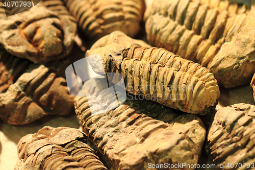 Image of trilobite fossil background