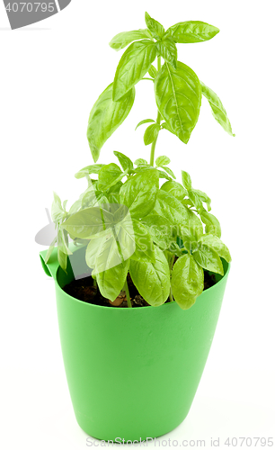 Image of Fresh Green Basil