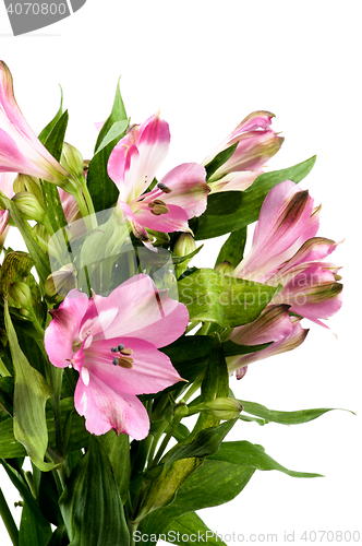 Image of Beautiful Pink Alstroemeria