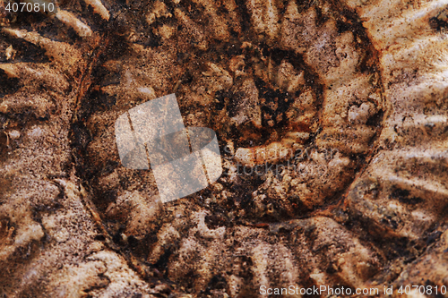 Image of ammonites fossil background