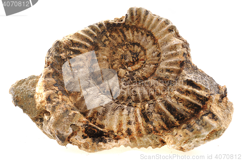 Image of ammonites fossil isolated