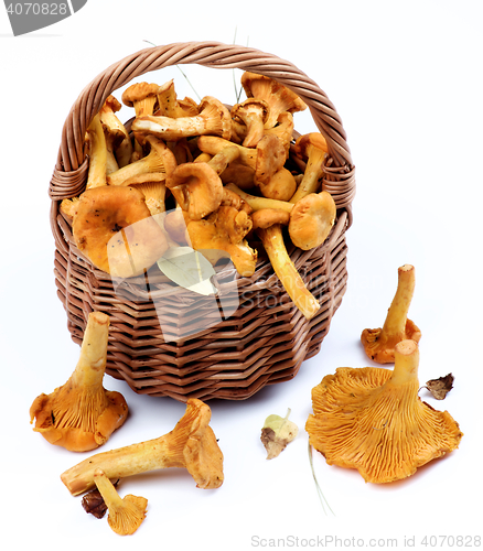 Image of Raw Chanterelles Mushrooms