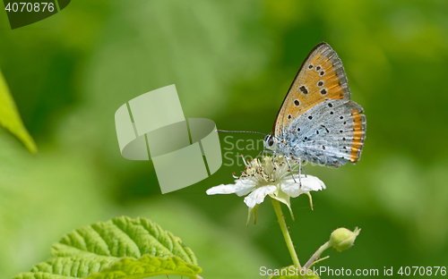 Image of Common Blue (Polyommatus icarus) butterfly 