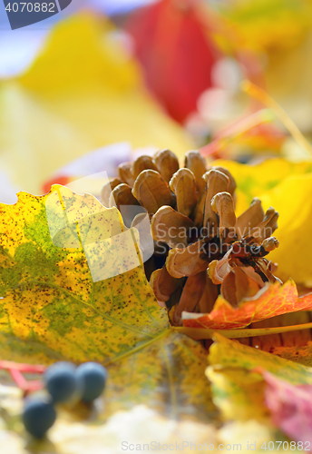 Image of Yellow leaves and pine cone
