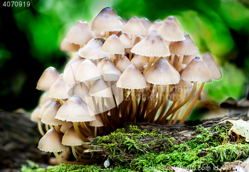 Image of Group toadstools mushrooms on a tree stump