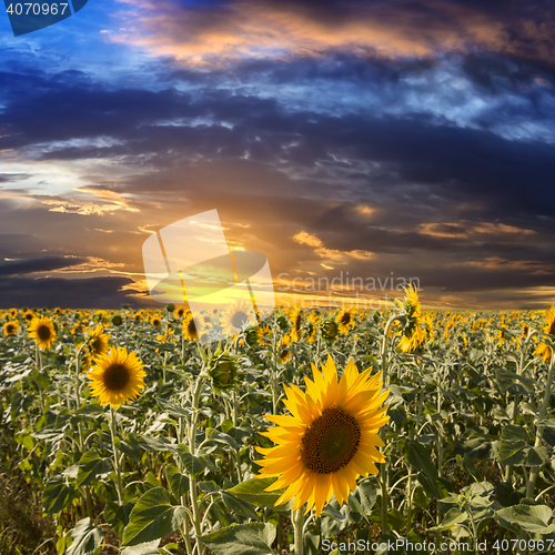 Image of Field sunflowers on a background beautiful sunset