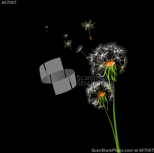 Image of dandelions