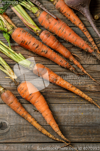 Image of Fresh carrots with green stems