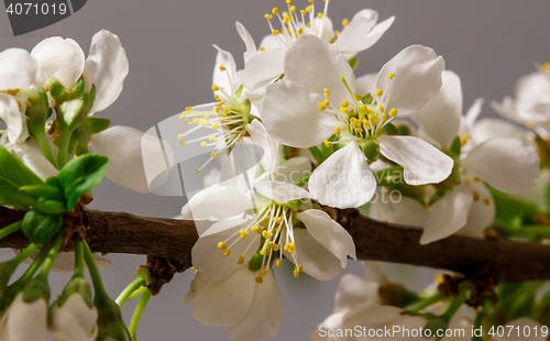 Image of Abstract Cherry Blossom