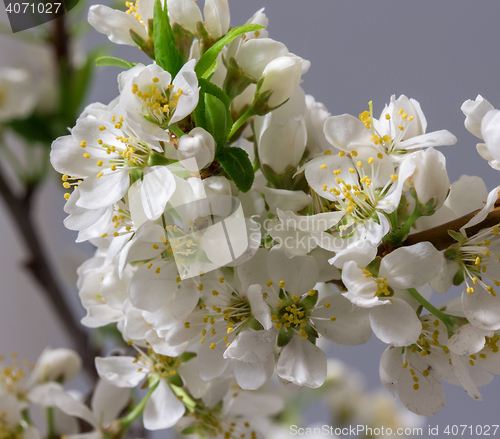 Image of Abstract Cherry Blossom