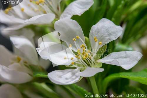 Image of Abstract Cherry Blossom