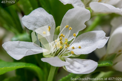 Image of Abstract Cherry Blossom