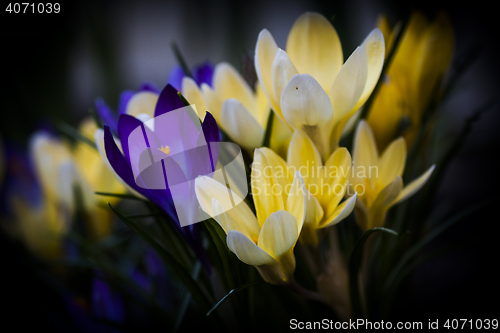 Image of crocus