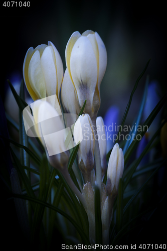 Image of crocus