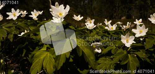 Image of wood anemones