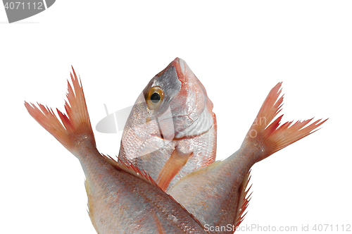 Image of fish isolated on white