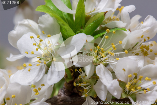 Image of Abstract Cherry Blossom