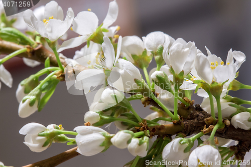 Image of Abstract Cherry Blossom