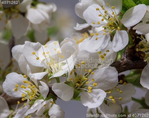 Image of Abstract Cherry Blossom