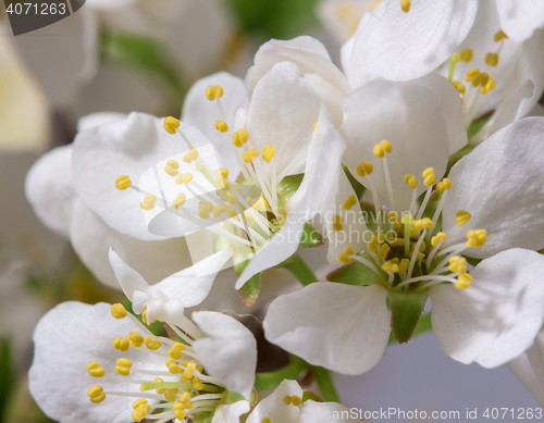 Image of Abstract Cherry Blossom