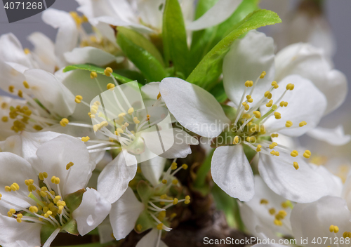 Image of Abstract Cherry Blossom