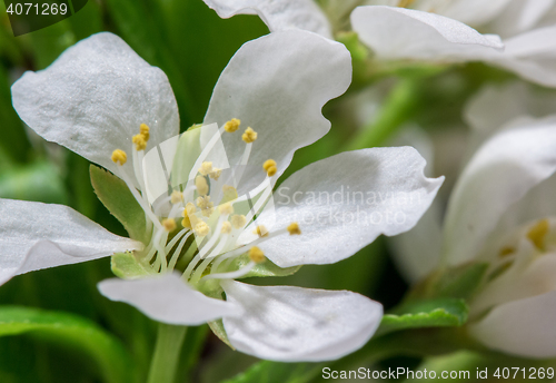 Image of Abstract Cherry Blossom