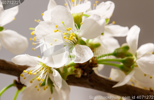Image of Abstract Cherry Blossom