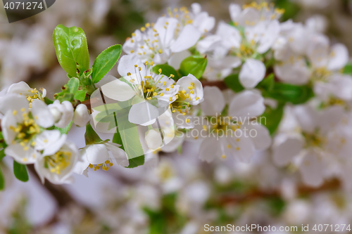 Image of Abstract Cherry Blossom