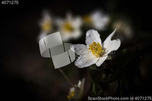 Image of wood anemone