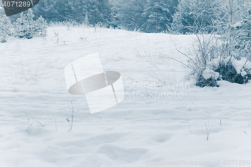 Image of White Wintry Wonderland