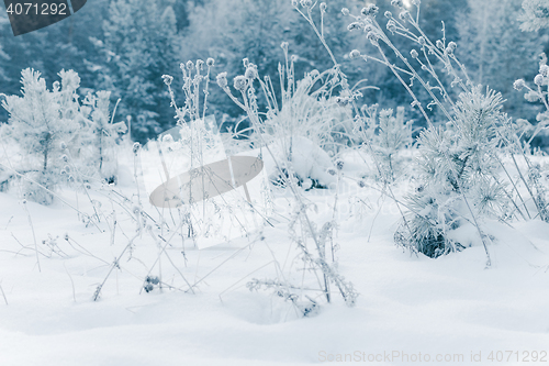 Image of White Wintry Wonderland