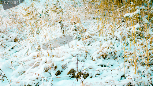 Image of White Wintry Wonderland