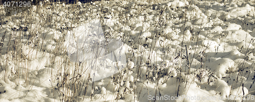 Image of White Wintry Wonderland